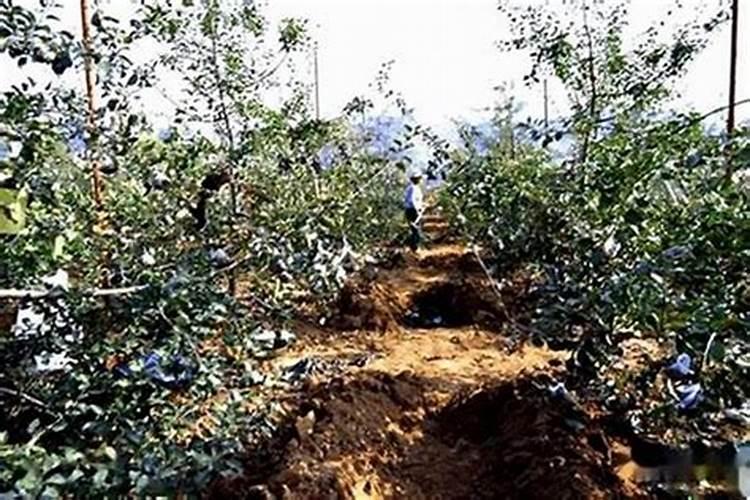 北方葡萄秋冬季施肥要点