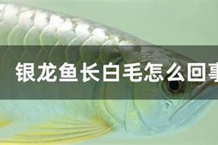 大蒜什么时候喷磷酸二氢钾