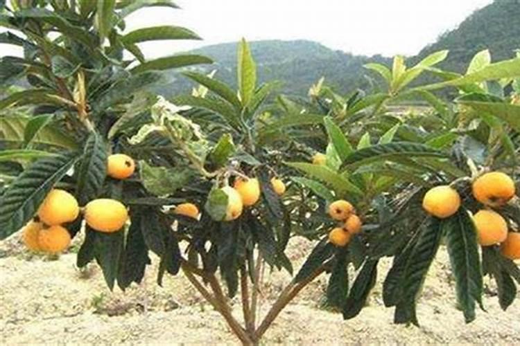 控释肥和控失肥有什么区别