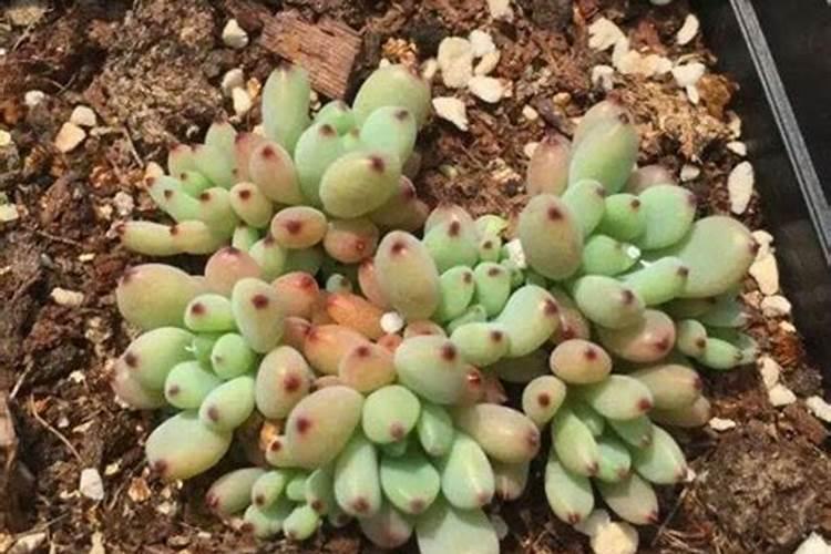 茗莱小宋告诉您苹果想要高产用什么叶面肥最好