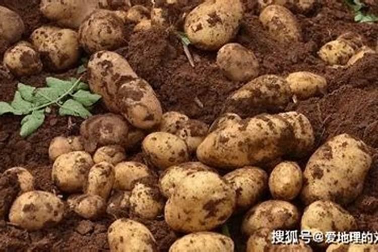 马铃薯施肥法施肥技术