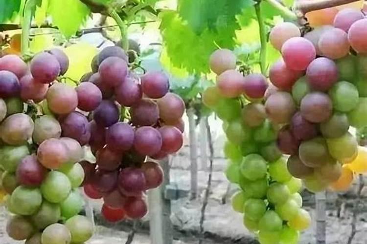 甘蔗如何长得快又甜