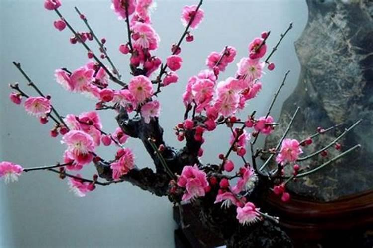 盆栽红梅什么时候长花苞