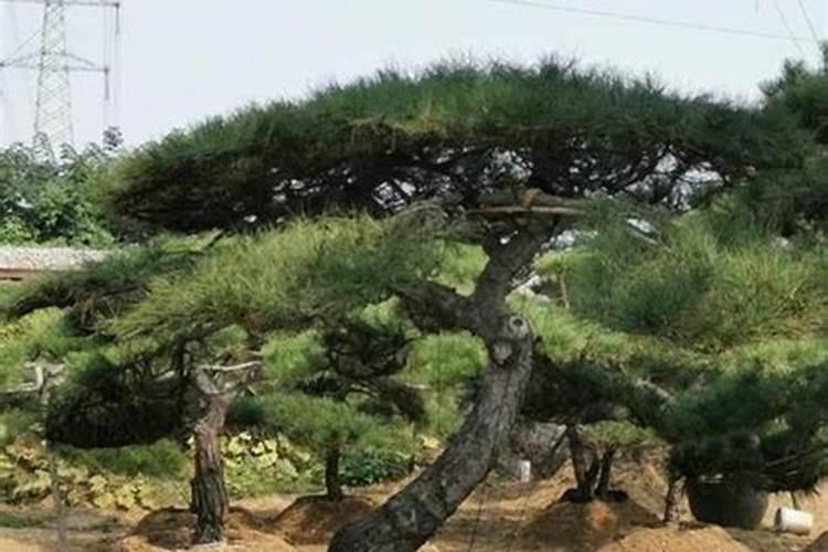 白菜小苗最怕3水2肥,做错烂根又黄叶