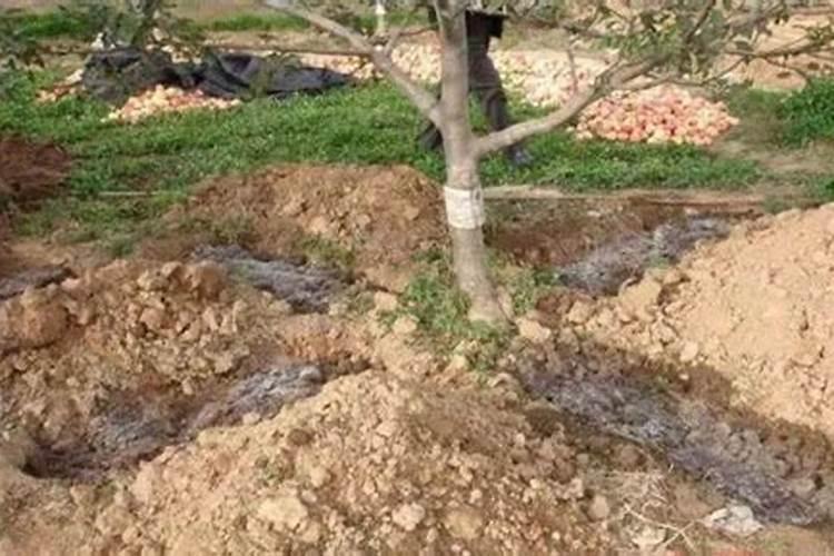 富士苹果树秋天挖坑好还是不开沟好