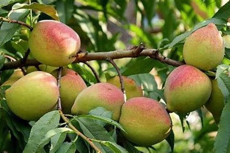 如何种植鹰嘴桃