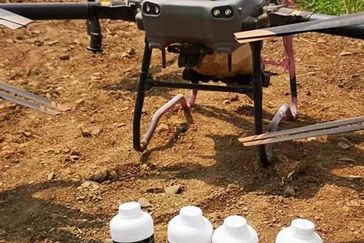 地栽月季施肥时间