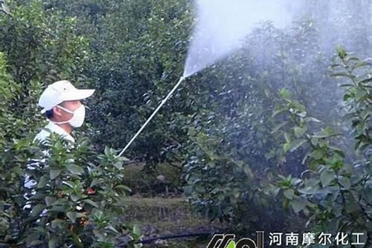 豆浆水可以浇花吗,是不是必须发酵