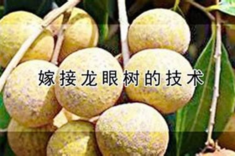绣球花怎样摘心和打顶