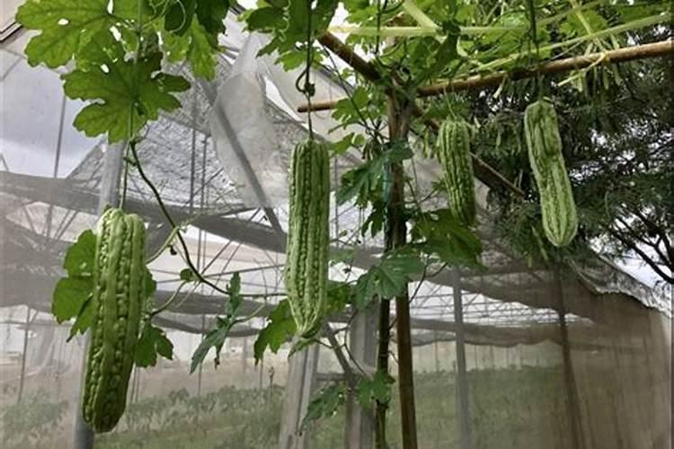 苦瓜结果了需要施什么肥 苦瓜施什么肥才挂果多