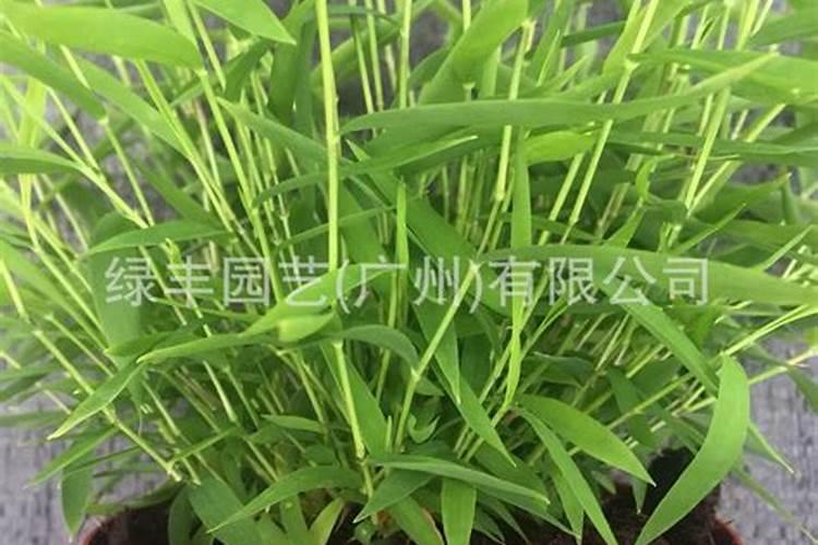 桔子树用什么肥料最好