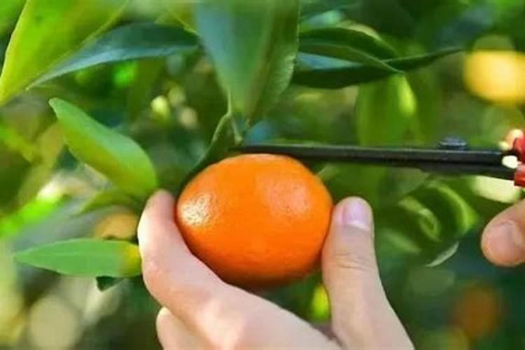 橙子树种植技术