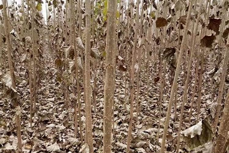 速生杨有什么意思