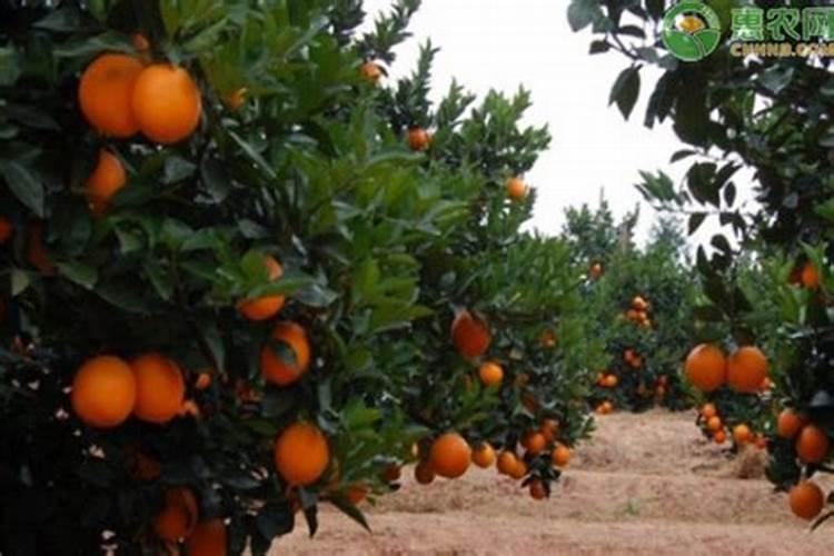 脐橙高温天气可以加尿素浇吗