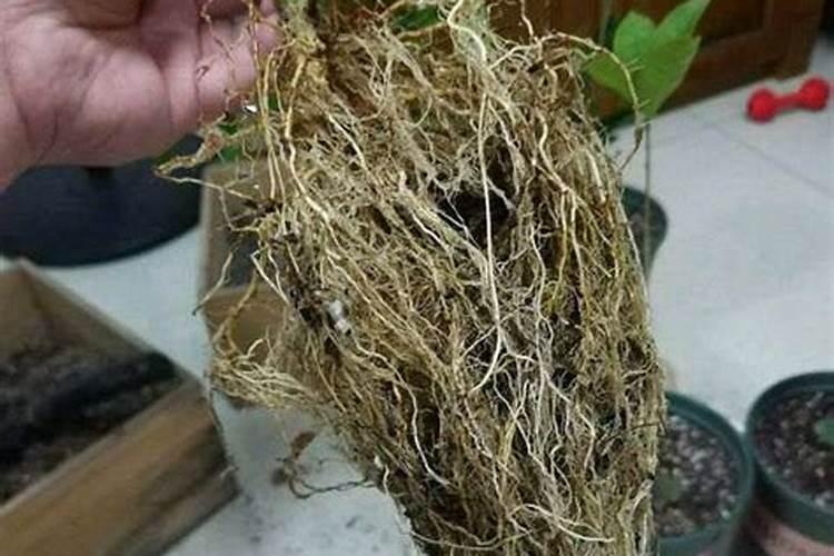 柠檬花蕾怎么疏