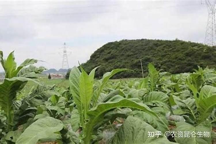 硼钼肥在花生盛花期可以打吗？