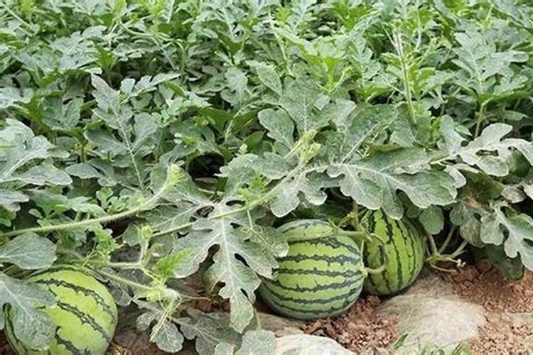 氮肥可以兑水浇花吗