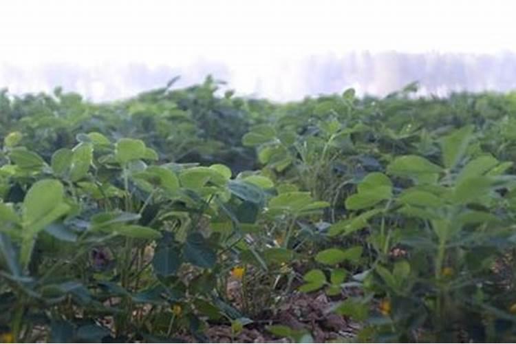 月季水大闷根的表现