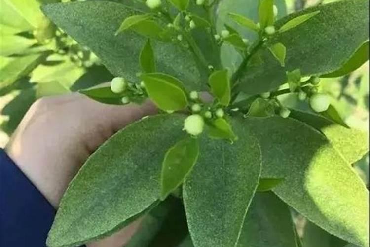 柑橘用什么水溶肥好及水溶肥施用指南