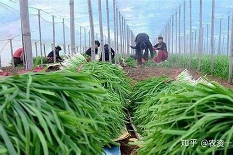 德利股份中签号