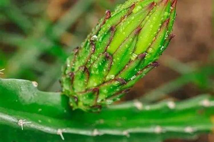 牡丹花施什么肥料最好