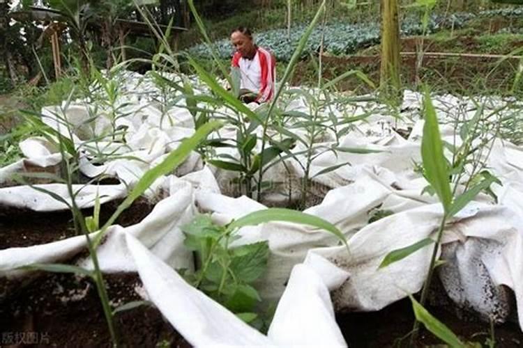 复合肥种花的正确使用方法、颗粒复合肥怎么使用正确