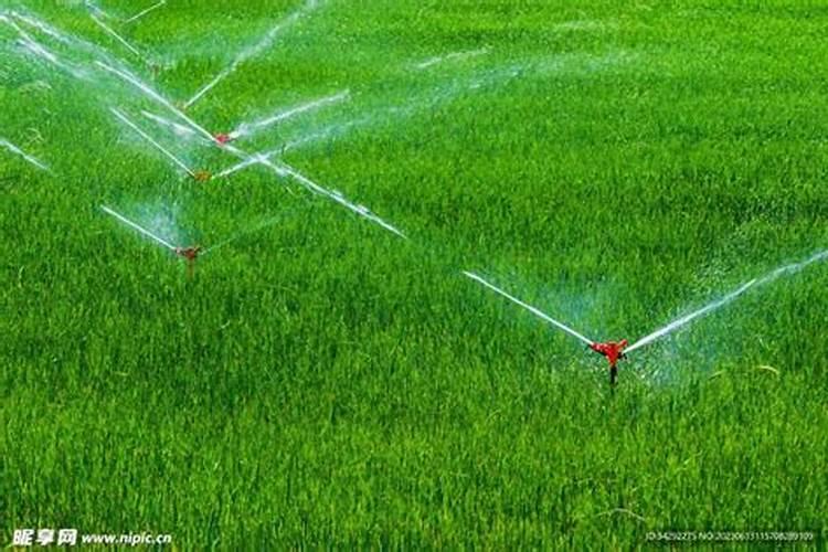 秋月梨冲什么肥料膨果快