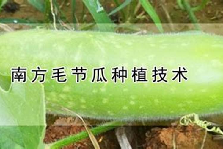 玉米施什么肥好 玉米可以施什么肥