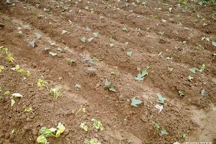 大棚西红柿秧中午打蔫怎么办