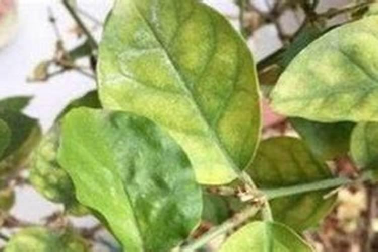 花叶子发黄用什么肥料 ？10种原因对症下药