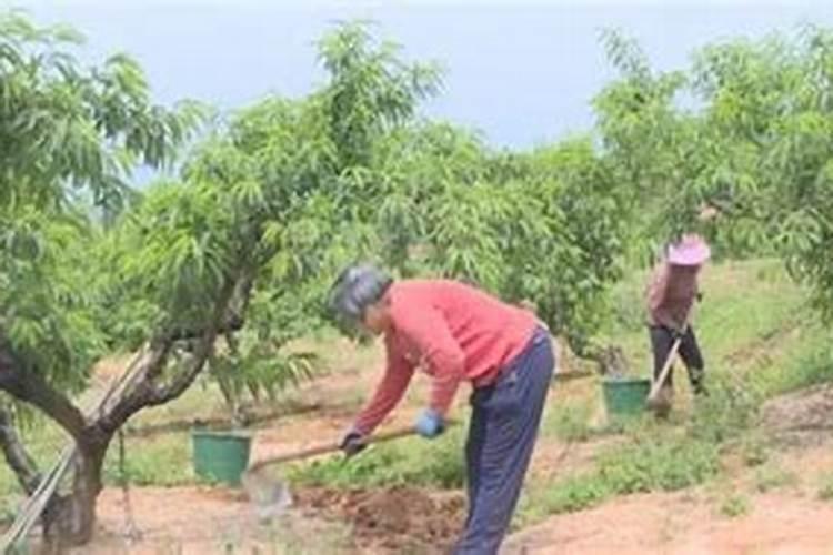 黄果什麼时候成熟