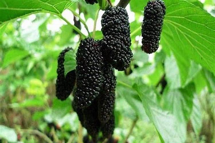 桑葚树怎么施肥