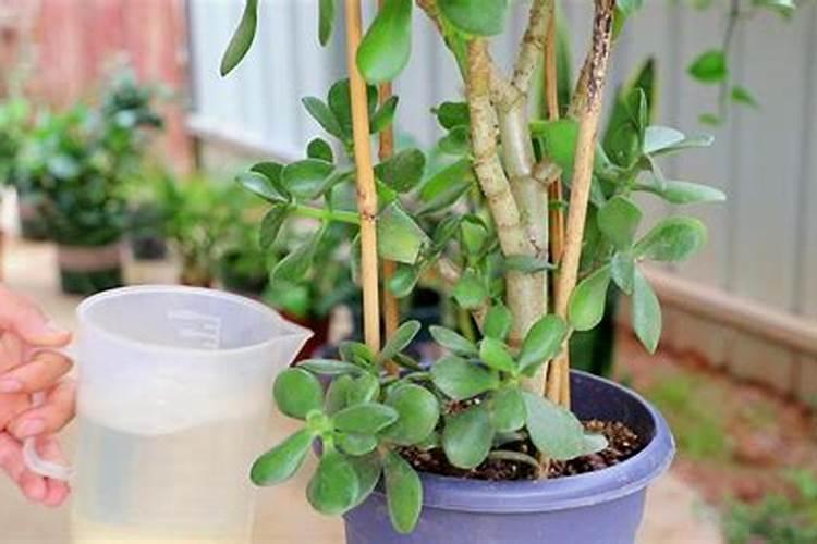 微量元素肥的主要作用和功能(微量元素肥料是指哪些)