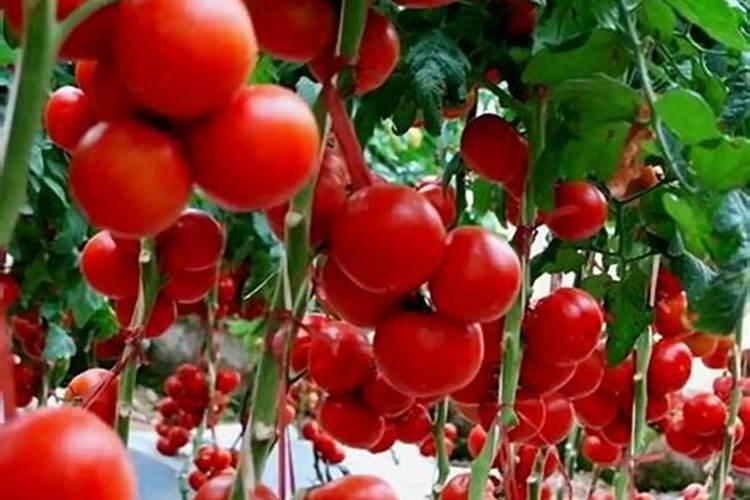 西红柿用什么肥料增甜
