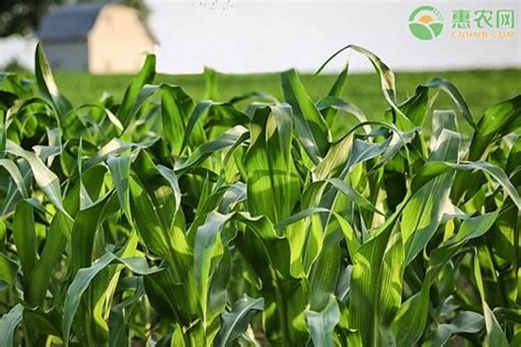 玉米从播种到成熟需要追肥几次
