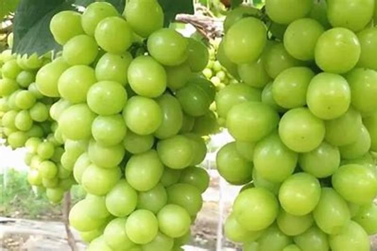 葡萄密要采取什么措施来保果