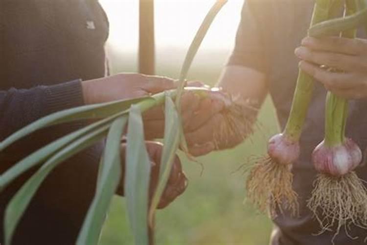 芒果反季节催花用什么药打.效果最好