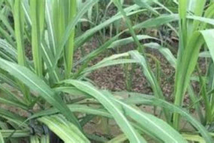 茶花如何施氮肥长得好