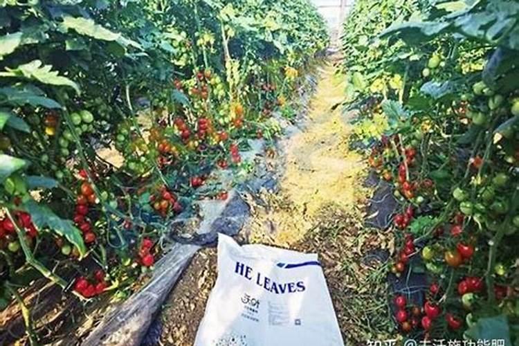 果树施硼肥怎么操作？果树施硼肥有什么用？