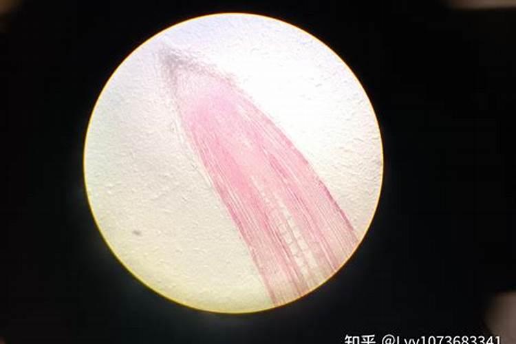 红薯几个月成熟