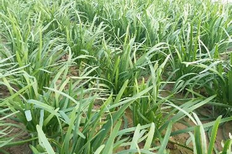 韭菜为什么死株烂苗(韭菜死根枯死原因及防治措施)