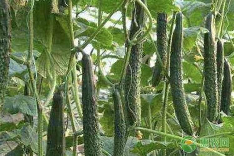 硅肥在大棚葡萄上什么时间用最好？