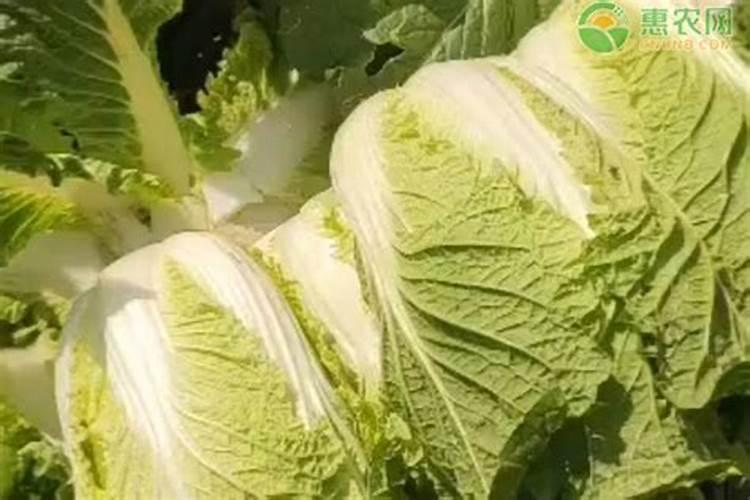 给花吃个大力丸,根上长满小葫芦,花盆全被撑爆了!