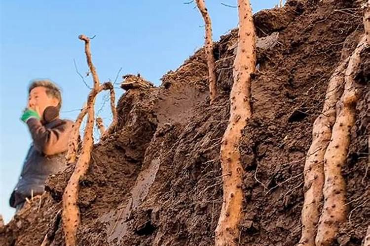 麻山药的种植技术,地能连种几年