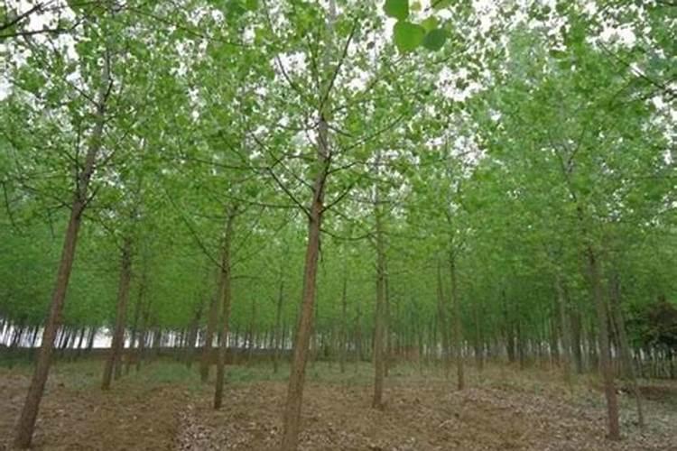 杨树用什么肥料最好