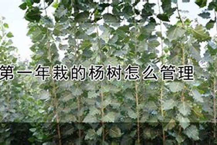 第一年栽的杨树能施肥吗