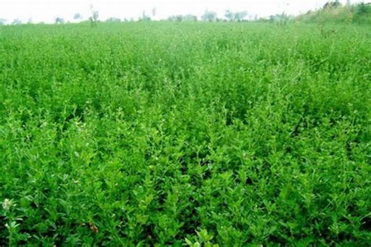 灰枣上的灰是什么东西