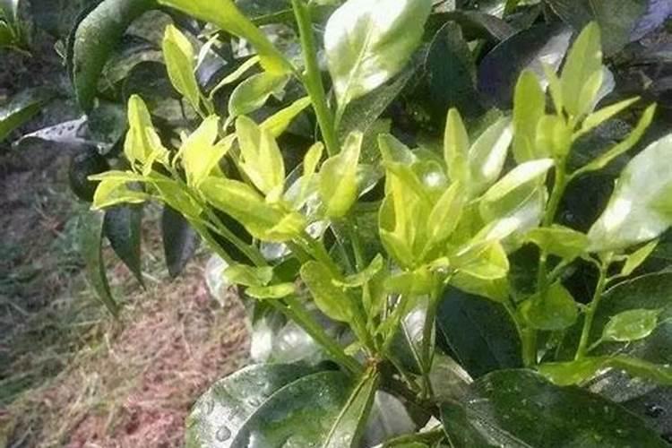 给花浇水什么时间好