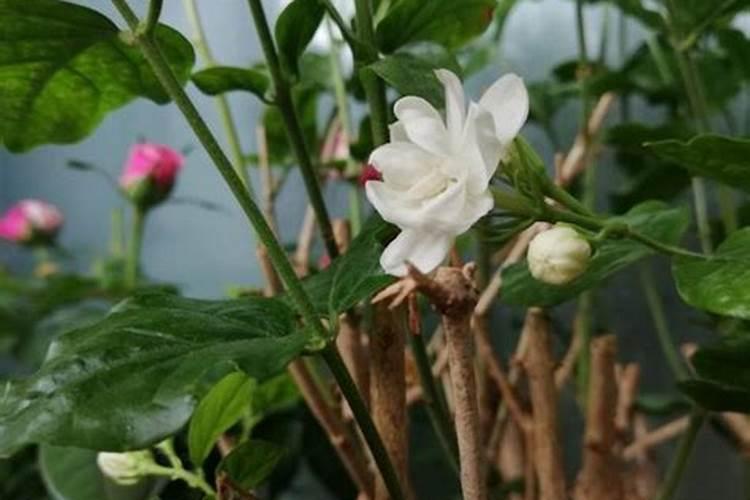 花草浇什么肥料合适