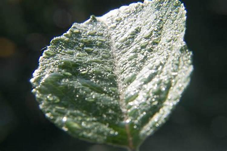 飘香藤叶子焦枯(飘香藤叶子枯萎)